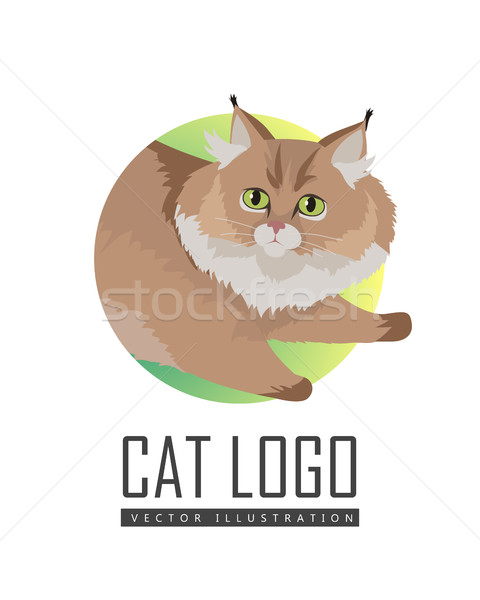 Maine Coon Cat Vector Flat Design Illustration Stock photo © robuart