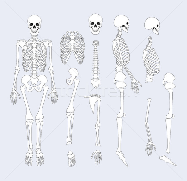 Human Skeletal System Parts Vector Illustration Stock photo © robuart