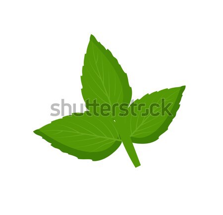 Menta hojas frescos naturales ingrediente Foto stock © robuart
