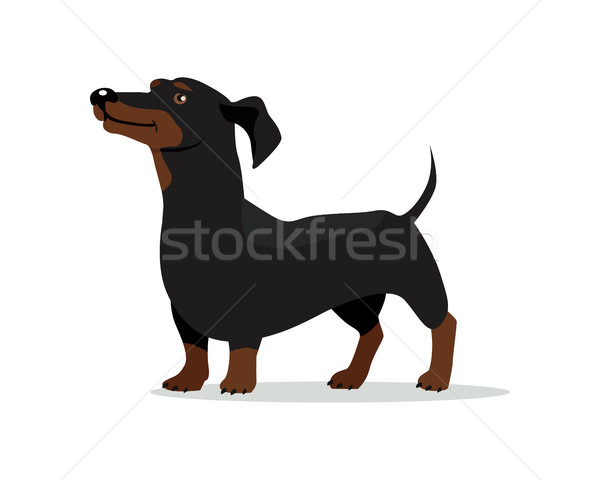 Dackel Hund Vektor Design Illustration Dachs Stock foto © robuart