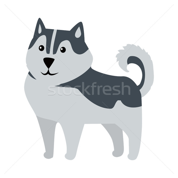 Siberian Husky Medium Size Dog Breed Isolated Stock photo © robuart