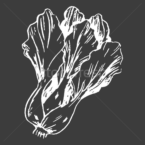 Leafy Chinese Cabbage Head Isolated White Outline Stock photo © robuart