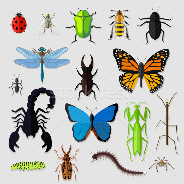 Set of Various Insects Design Flat Stock photo © robuart