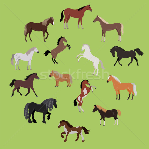 Illustration of Different Breeds of Horses Stock photo © robuart
