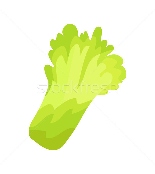 Lettuce Salad Organic Garbage Vector Illustration Stock photo © robuart