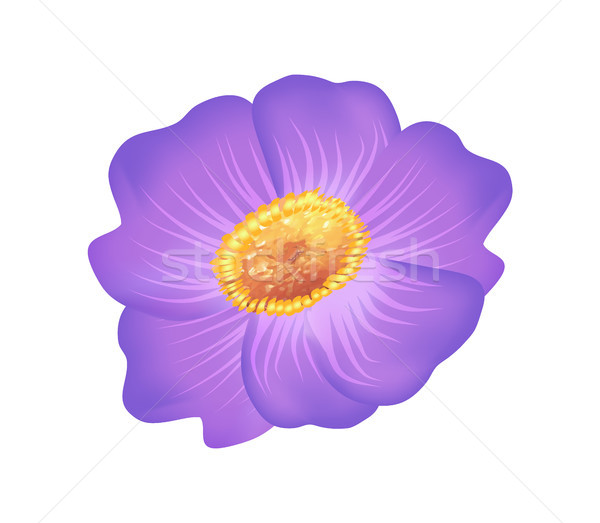 Pasque Purple Flower with Yellow Center Vector Stock photo © robuart