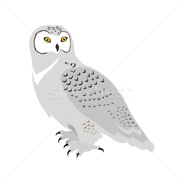 Snowy Owl Flat Design Vector Illustration Stock photo © robuart