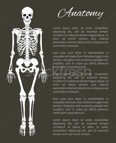 Anatomy Poster and Skeleton Vector Illustration Stock photo © robuart