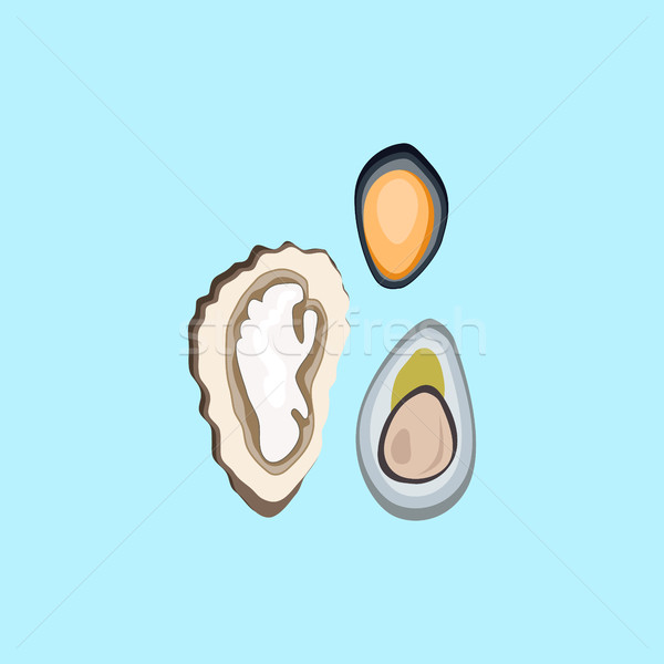 Oysters Variations Vector Illustration Stock photo © robuart