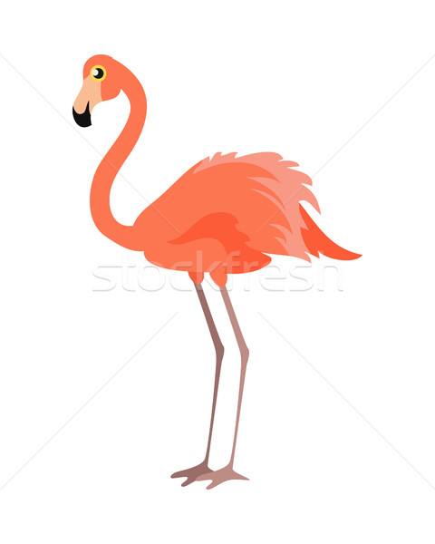 Pink Flamingo Vector Illustration. Wading Bird Stock photo © robuart