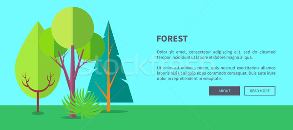 Forest Vector Web Banner with Trees and Bushes Stock photo © robuart