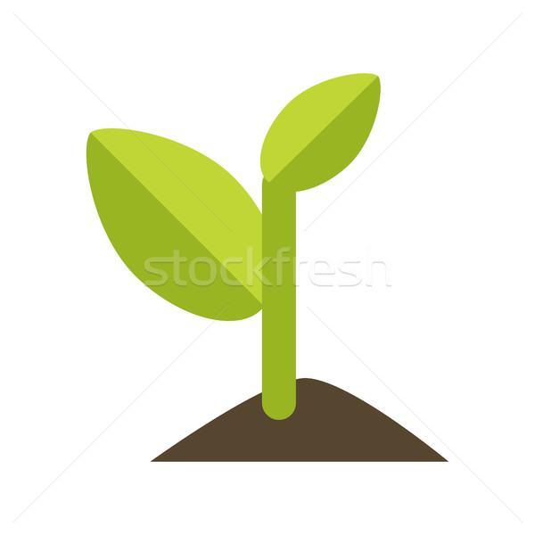 Young Green Sprout from the Ground Stock photo © robuart