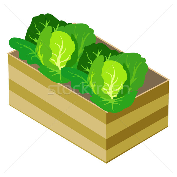 Green Cabbages in Wooden Box Isolated on White Stock photo © robuart