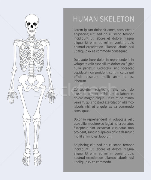 Human Skeleton Text Banner Vector Illustration Stock photo © robuart