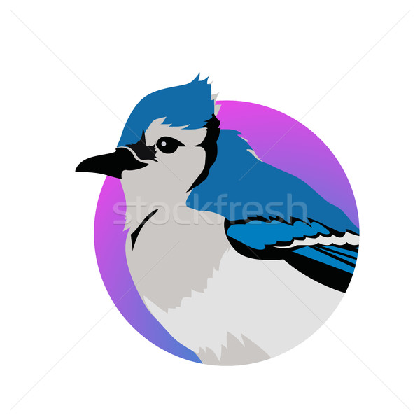 Blue Jay Flat Design Vector Illustration Stock photo © robuart