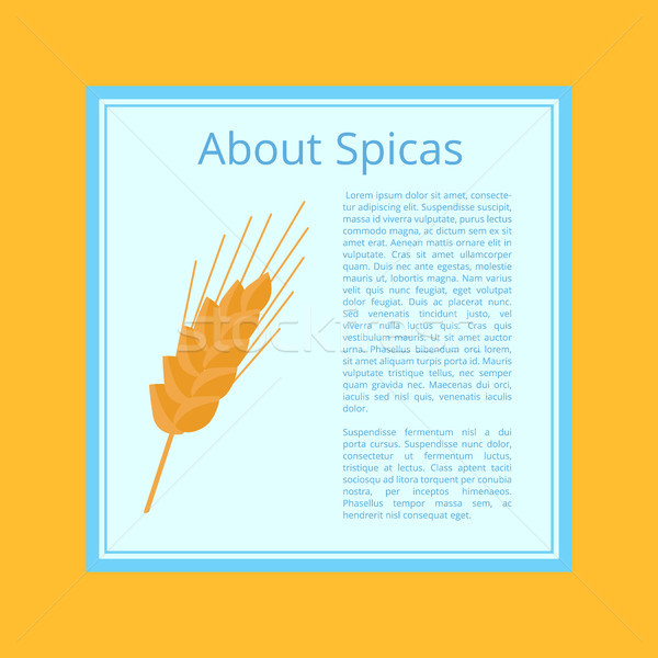 About Spices Informative Poster. Ear Grain-Bearing Tip Stock photo © robuart