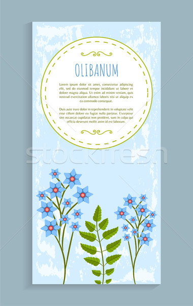 Olibanum Leaves and Flower Vector Illustration Stock photo © robuart