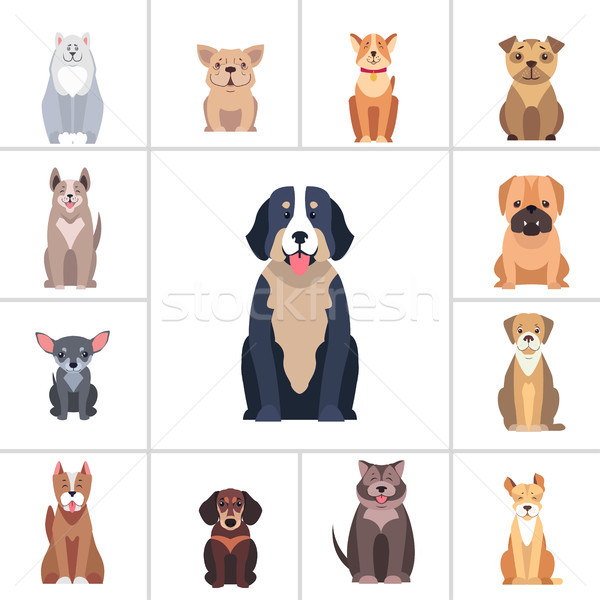 Cute Purebred Dogs Cartoon Flat Vectors Icons Set Stock photo © robuart