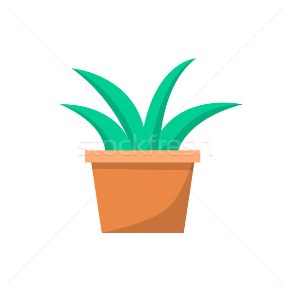 Verde planta argila pote escritório Foto stock © robuart