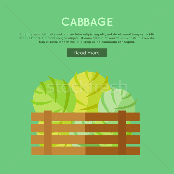 Cabbage Vector Web Banner in Flat Style Design.  Stock photo © robuart