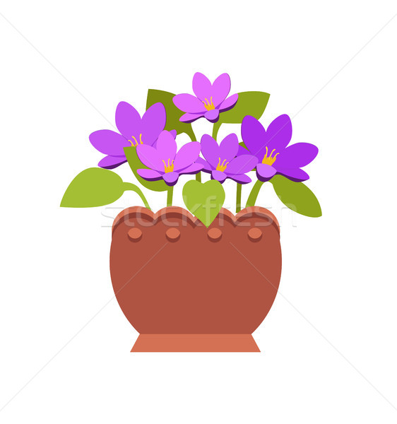 Bright Violet in Clay Pot with Pretty Blossom Stock photo © robuart