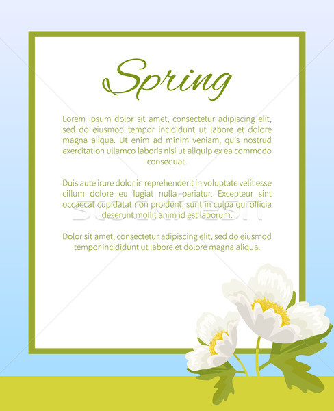 Spring Poster Place Text in Frame Anemone Snowdrop Stock photo © robuart