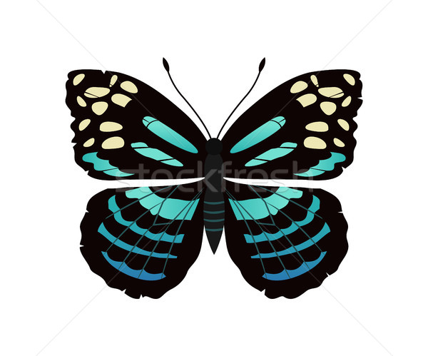 Stock photo: Parantica Melaneus Butterfly Vector Illustration