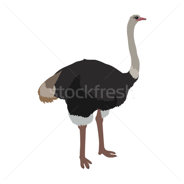 Ostrich Flat Design Vector Illustration Stock photo © robuart