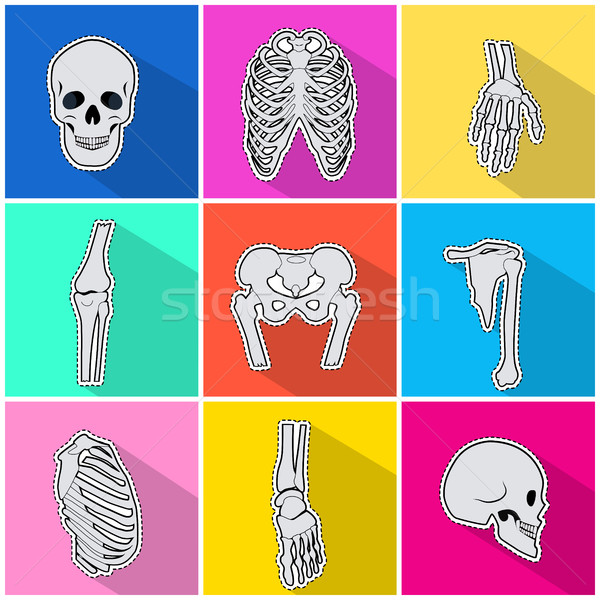 Skelet Icons. Types of Bones on Bright Background Stock photo © robuart