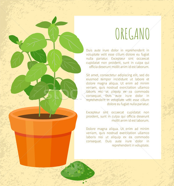 Stock photo: Oregano Plant and Powder Text Vector Illustration
