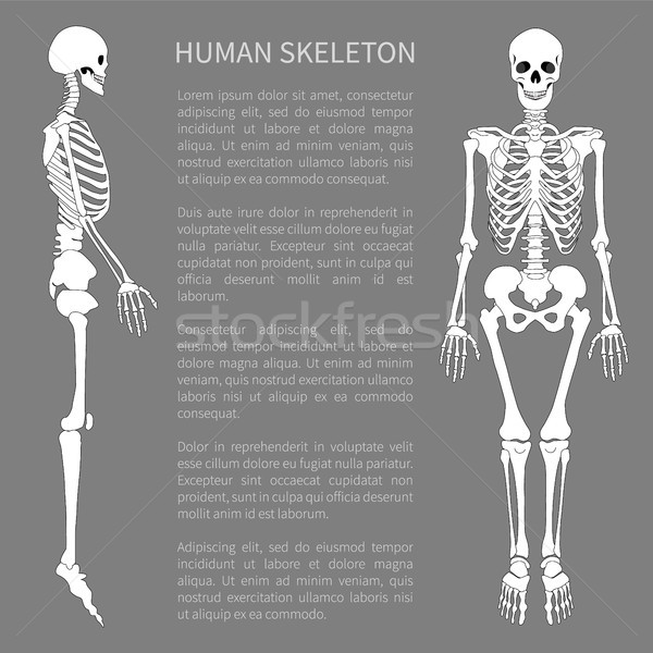 Human Skeleton and Text Sample Vector Illustration Stock photo © robuart