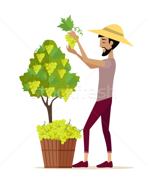 Man Picking Grape During Wine Harvest Stock photo © robuart