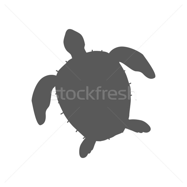 Turtle Isolated on White Background Stock photo © robuart