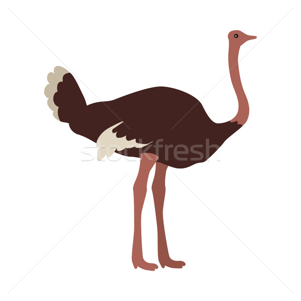 Ostrich Flat Design Vector Illustration Stock photo © robuart