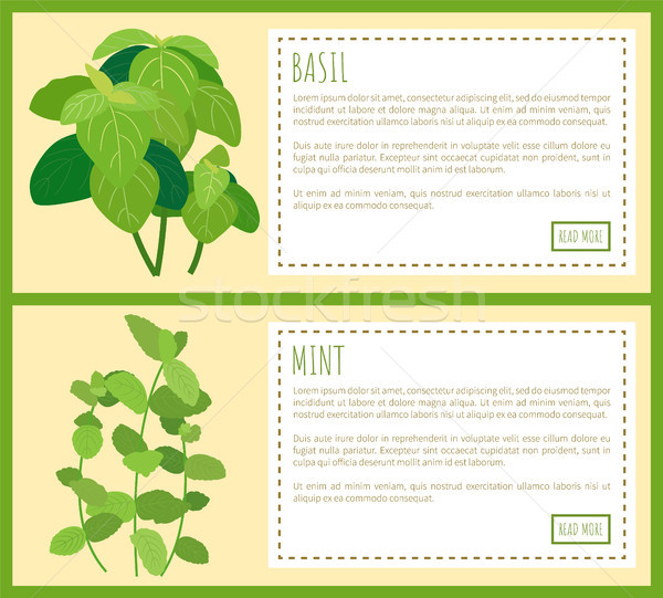 Basil and Mint Vector Banner, Color Illustration Stock photo © robuart