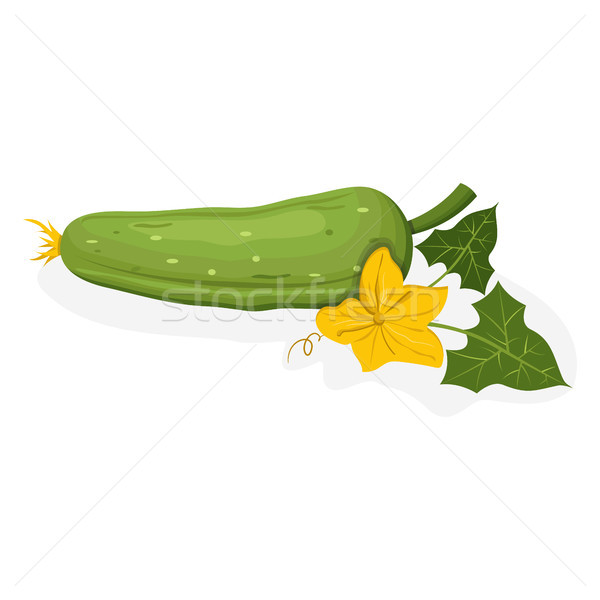 Whole Cucumber with Yellow Flower on White Stock photo © robuart