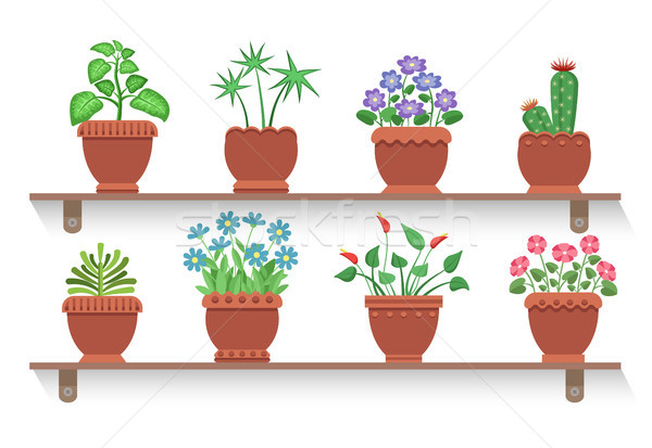 Room Plants Placed on Shelves Vector Illustration Stock photo © robuart