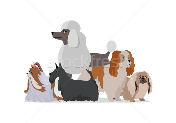 Chien bannière à poil long différent taille isolé [[stock_photo]] © robuart