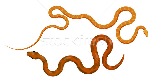 Slither Red and Orange Pythons Top View Vector Stock photo © robuart