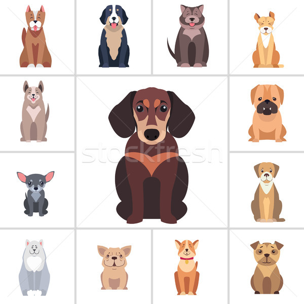 Dachshund and Other Dog Breeds Illustrations Set Stock photo © robuart