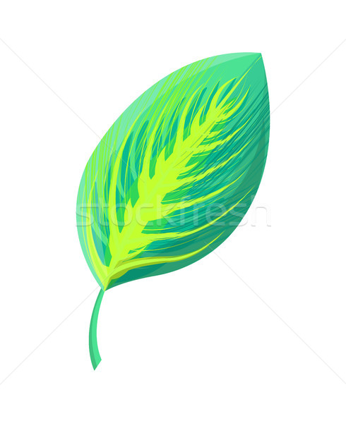 экзотический листва зеленый лист лист зеленый цвета Сток-фото © robuart