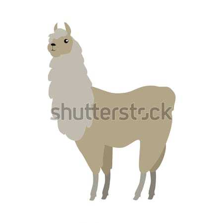 Lama Vector Illustration in Flat Design Stock photo © robuart
