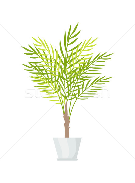 Plantă mare frunze alb plastic Imagine de stoc © robuart