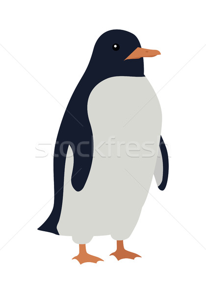 Stock photo: Penguins Isolated. Aquatic, Flightless Bird