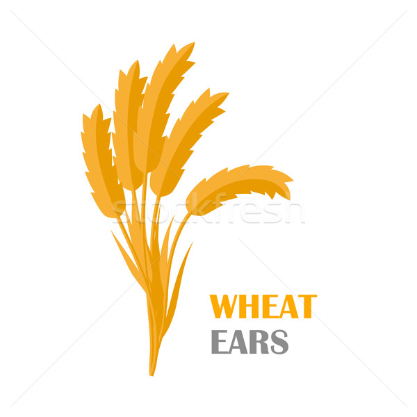Wheat Ears Concept Illustration in Flat Design.  Stock photo © robuart