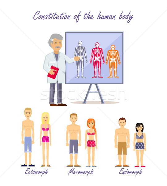 Constitution of the Human Body Types Stock photo © robuart