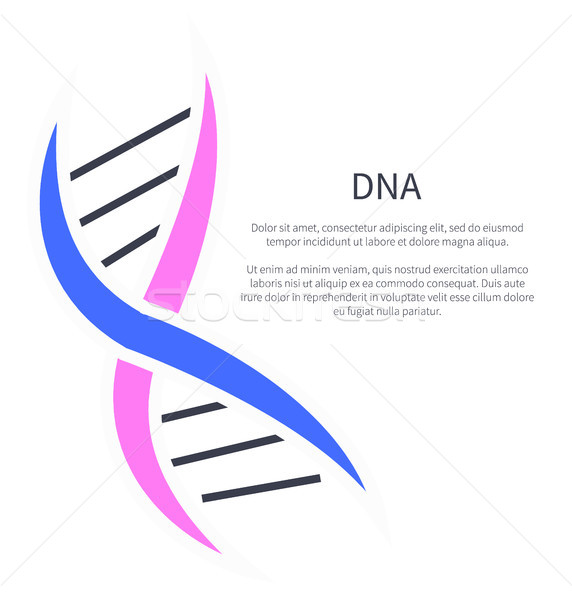 DNA Logotype of Nucleotides Carrying Genetic Info Stock photo © robuart