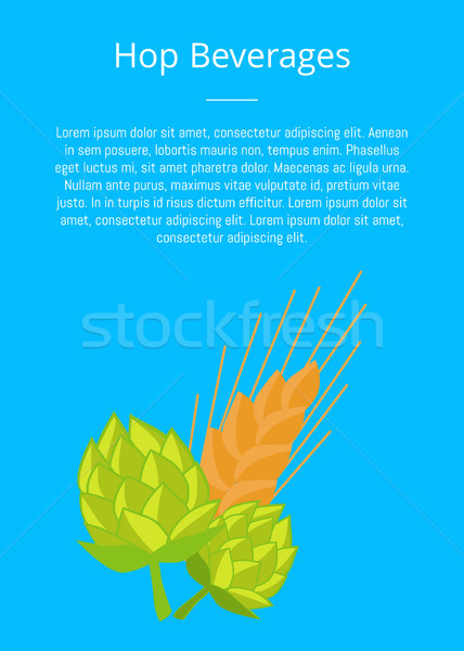 Hop Beverages Poster Hops and Golden Ears of Wheat Stock photo © robuart