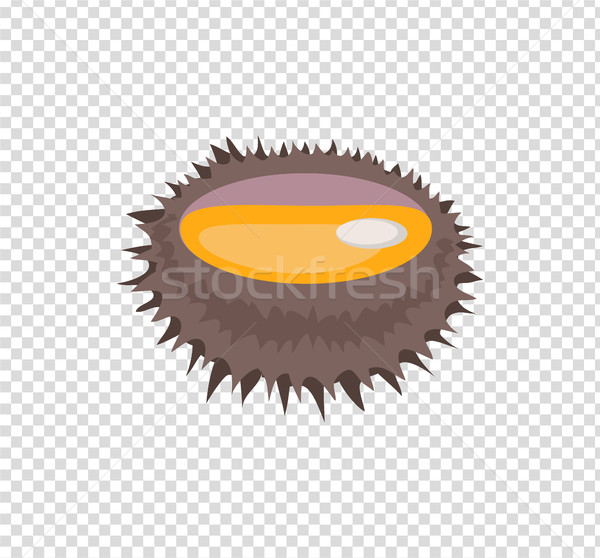 Sea Urchin Vector Flat Design Illustration Stock photo © robuart