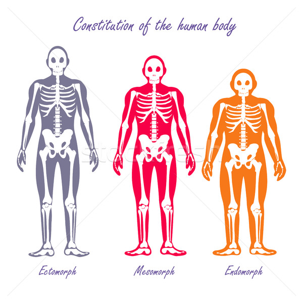 Stock foto: Menschlichen · Körper · Verfassung · Design · Vektor · Anatomie